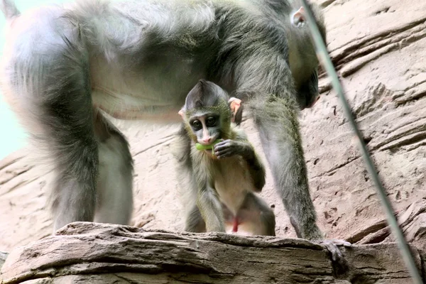 Μαϊμού. μωρό μπαμπουίνος. — Φωτογραφία Αρχείου