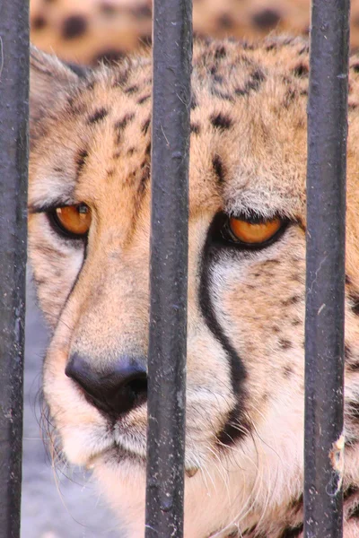 Jaguar. Look. In prison. — Stock Photo, Image