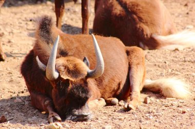 yak. Misk öküzü.