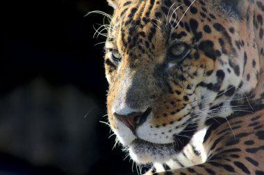 Jaguar. Hidden anger. clipart