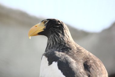 Kartal. Hayvanat Bahçesi.