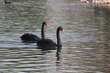 Black Swan. clipart