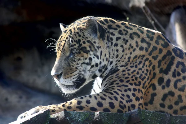 stock image Jaguar. Hidden anger.