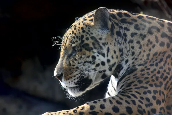 Jaguar. Raiva escondida . — Fotografia de Stock