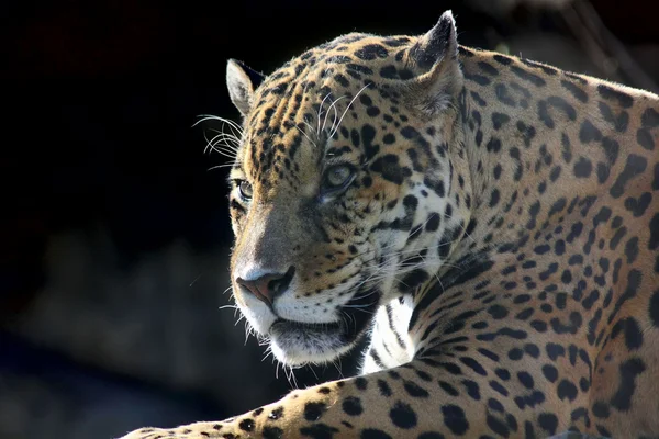 stock image Jaguar. Hidden anger.