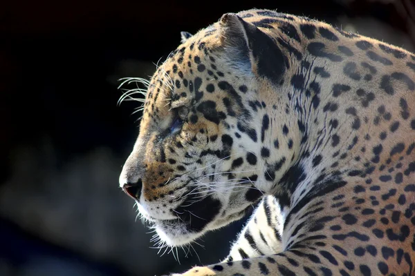 Jaguar. gizli öfke. — Stok fotoğraf