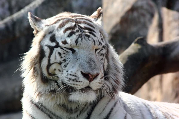 Η Λευκή τίγρη. — Φωτογραφία Αρχείου