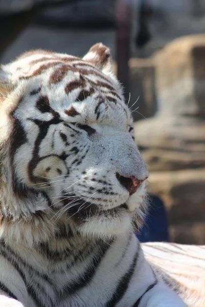 Le tigre blanc . — Photo