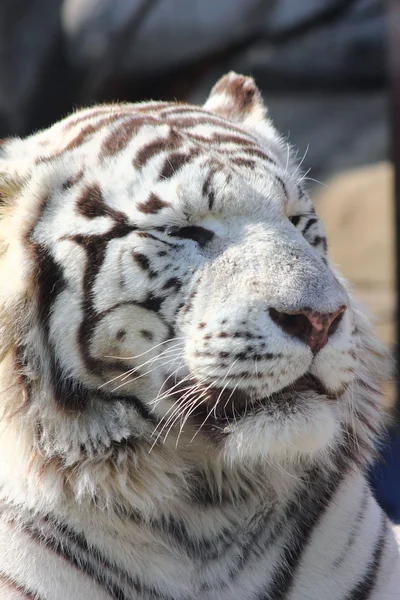 O tigre branco . — Fotografia de Stock