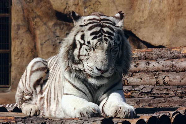 A fehér tigris. — Stock Fotó