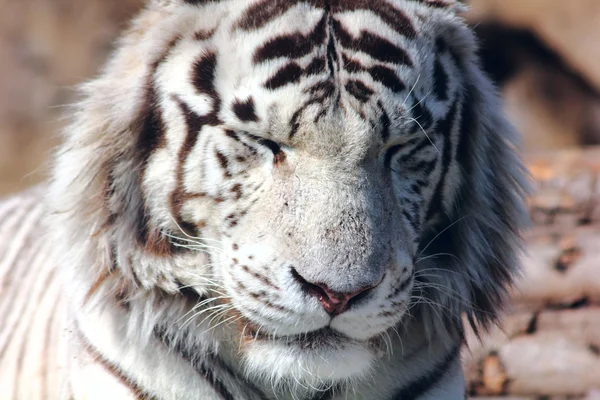 Білий тигр . — стокове фото