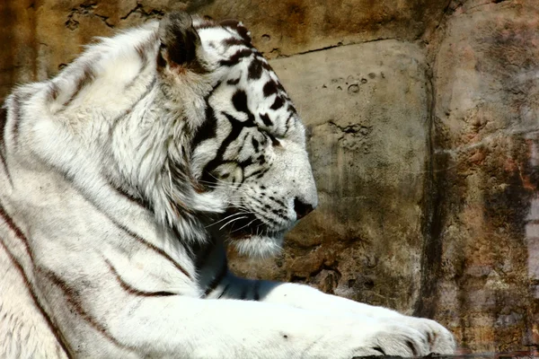 A fehér tigris. — Stock Fotó