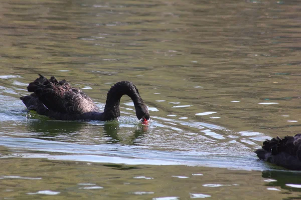 Black Swan. — Stock Photo, Image