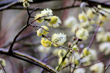 Flowering willow. clipart