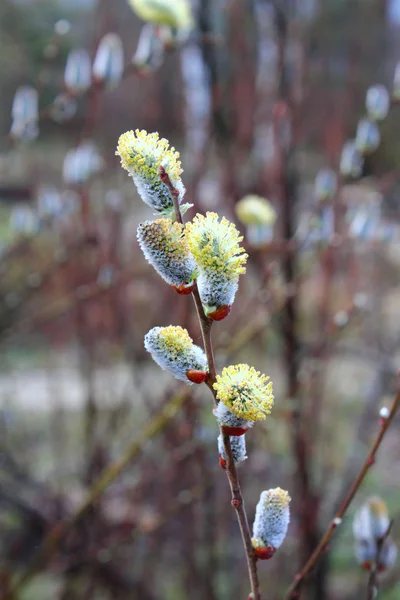 Flowering willow. — Stock Photo, Image