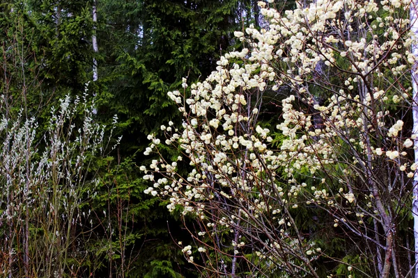 Kvetoucí Vrba. — Stock fotografie