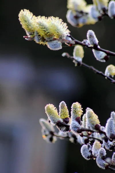꽃 버드 나무. — 스톡 사진