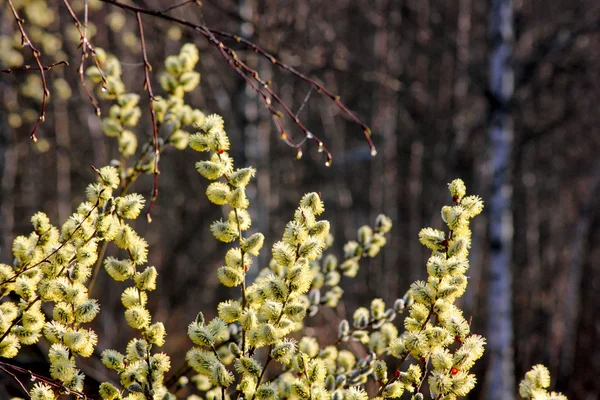 Flowering willow. — Stock Photo, Image
