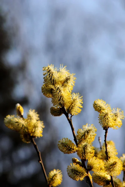 Blühende Weiden. — Stockfoto