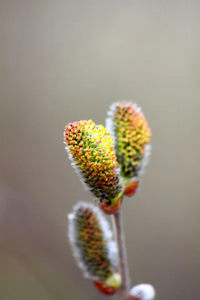 stock image Flowering willow.