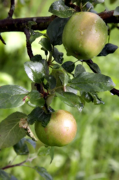 stock image Apples on a tree