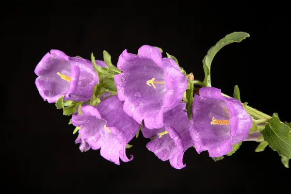 Violet campanula with water drops — Stock Photo, Image