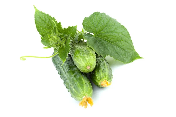 stock image Green cucumbers with leaves