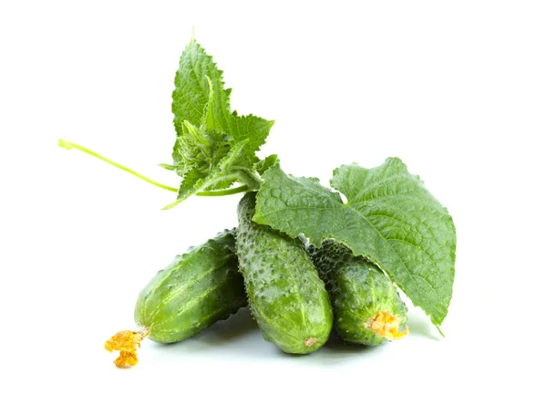 Green cucumbers with leaves — Stock Photo, Image