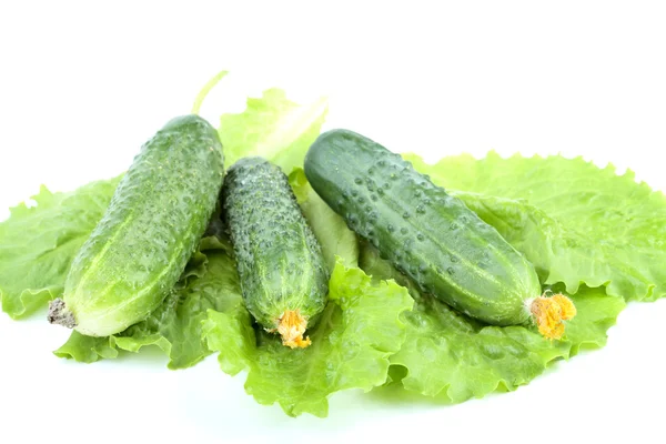 Green cucumbers on salad leaves isolated — Stock Photo, Image
