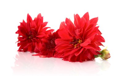 yansıma ile izole kırmızı dahlias