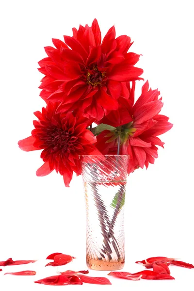 Red dahlias in vase with water isolated — Stock Photo, Image