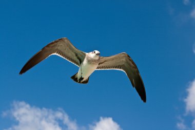 Seagull flying clipart