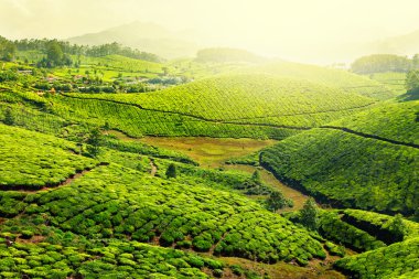 Tea plantations clipart