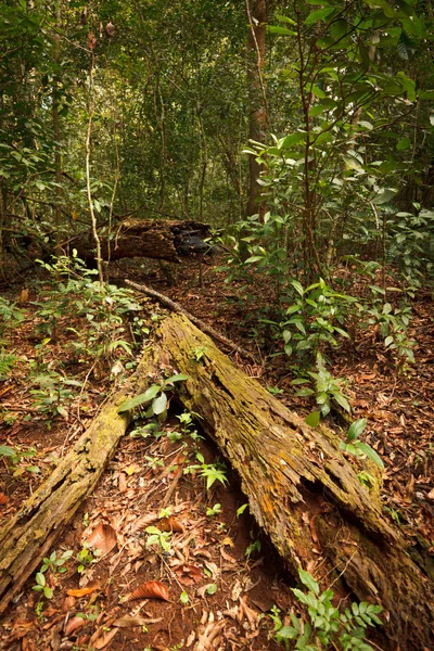 Bosque tropical —  Fotos de Stock