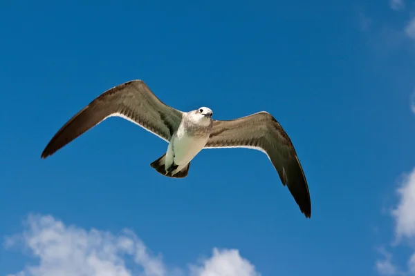 Seagull flying — Stock Photo, Image
