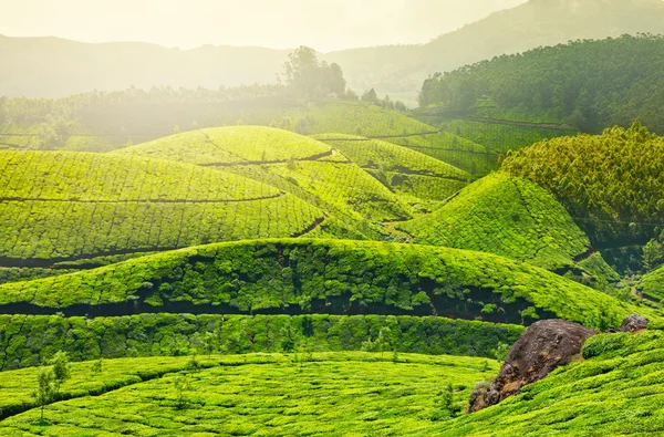 Plantaciones de té — Foto de Stock