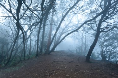 Misty scary forest in fog clipart