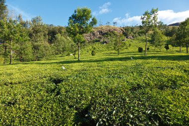 Tea plantations clipart