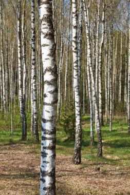 Birch grove clipart