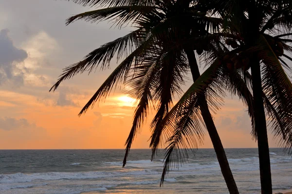 Tropikalny zachód sceny z palmy — Zdjęcie stockowe