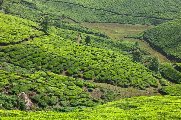 Чайные плантации — стоковое фото