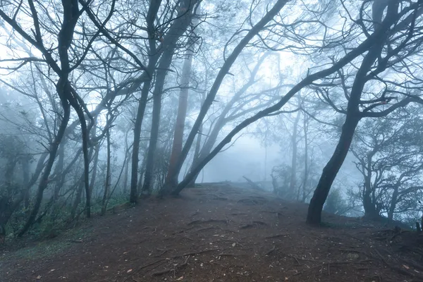 Ομιχλώδη τρομακτικό δάσος στην ομίχλη — Φωτογραφία Αρχείου