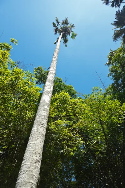 高大的棕榈 — 图库照片
