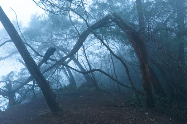霧の中で霧の怖い森 — ストック写真