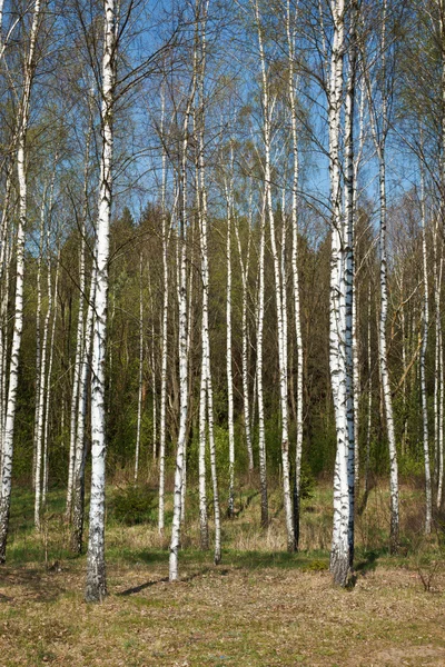 桦树林 — 图库照片
