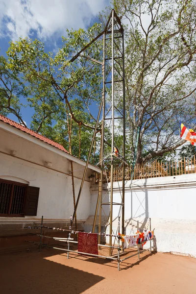 斯里兰卡玛哈菩提树 — 图库照片