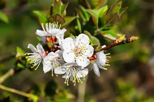 Stock image Spring background