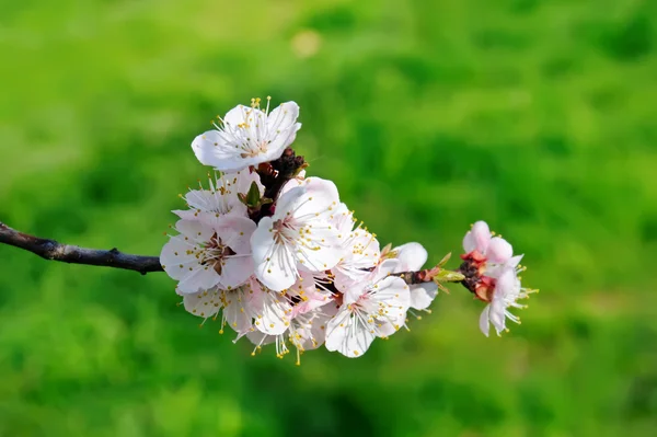 stock image Spring background