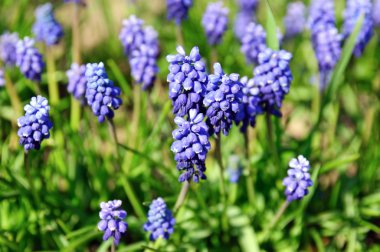 Muscari neglectum