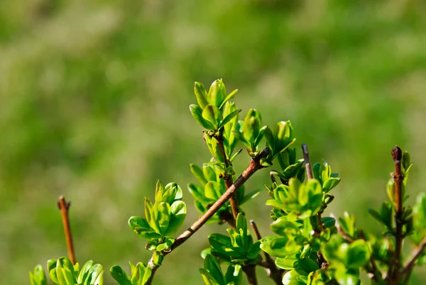 stock image Fresh green young spring leaves